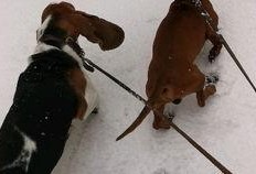 老皮鸭爆料转盘视频教程,轻松掌握爆笑互动技巧